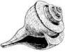Seashell Crown Shell (large)